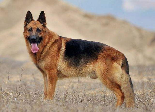 德國牧羊犬
